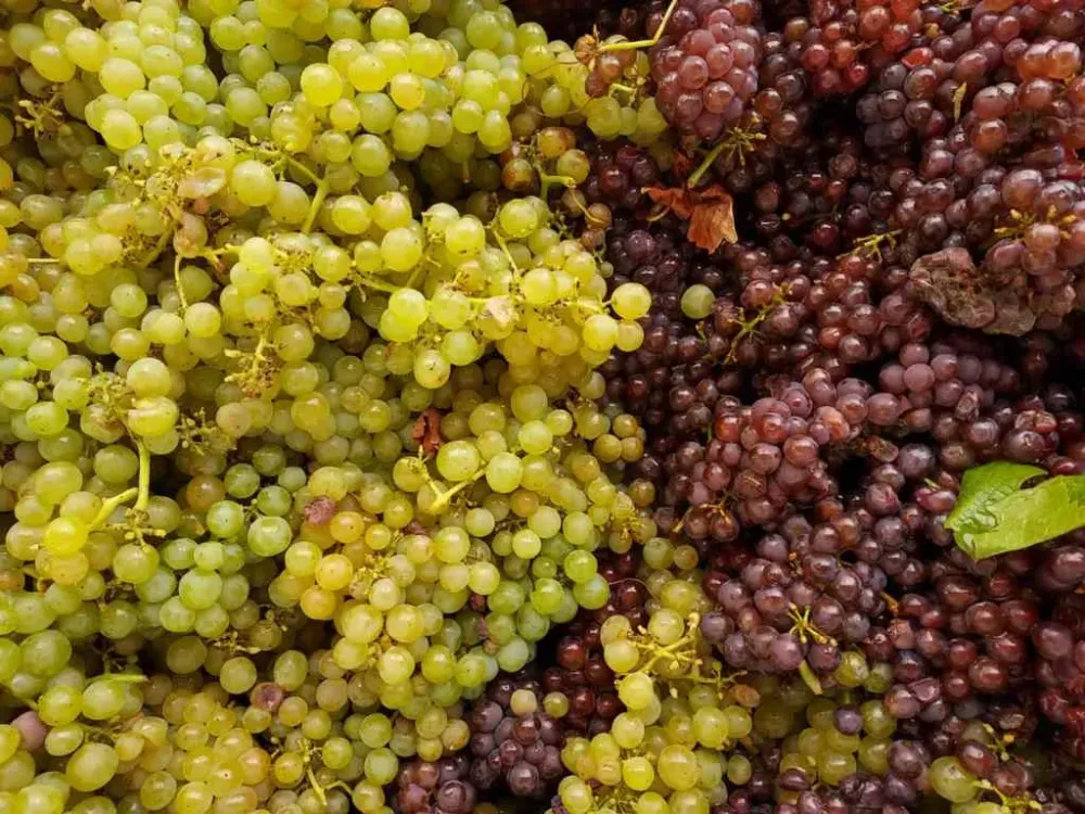 Crémant d'Alsace à Mittelwihr