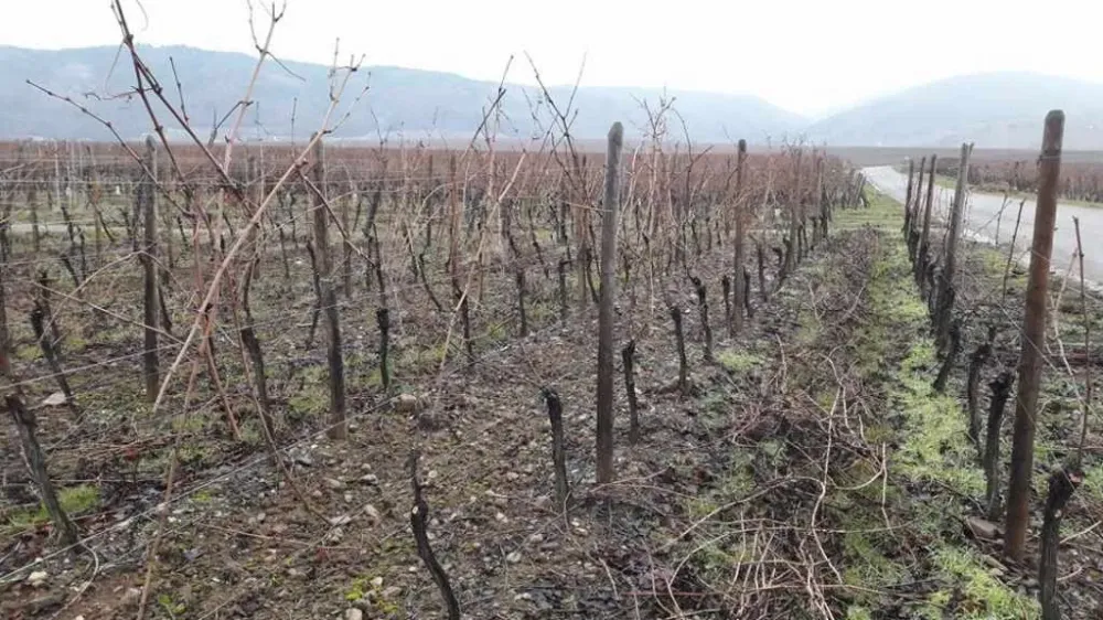 Vignes