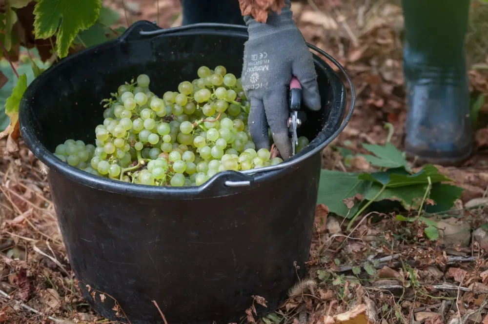 Vente directe vigneron à Mittelwihr